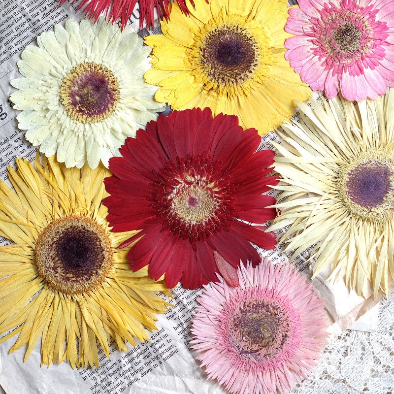 Resin Art Phone Case - 1 szt./7-9 cm, Suszone kwiaty gerbera,